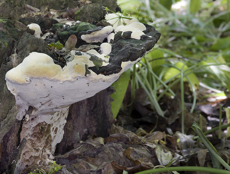 Perenniporia fraxinea